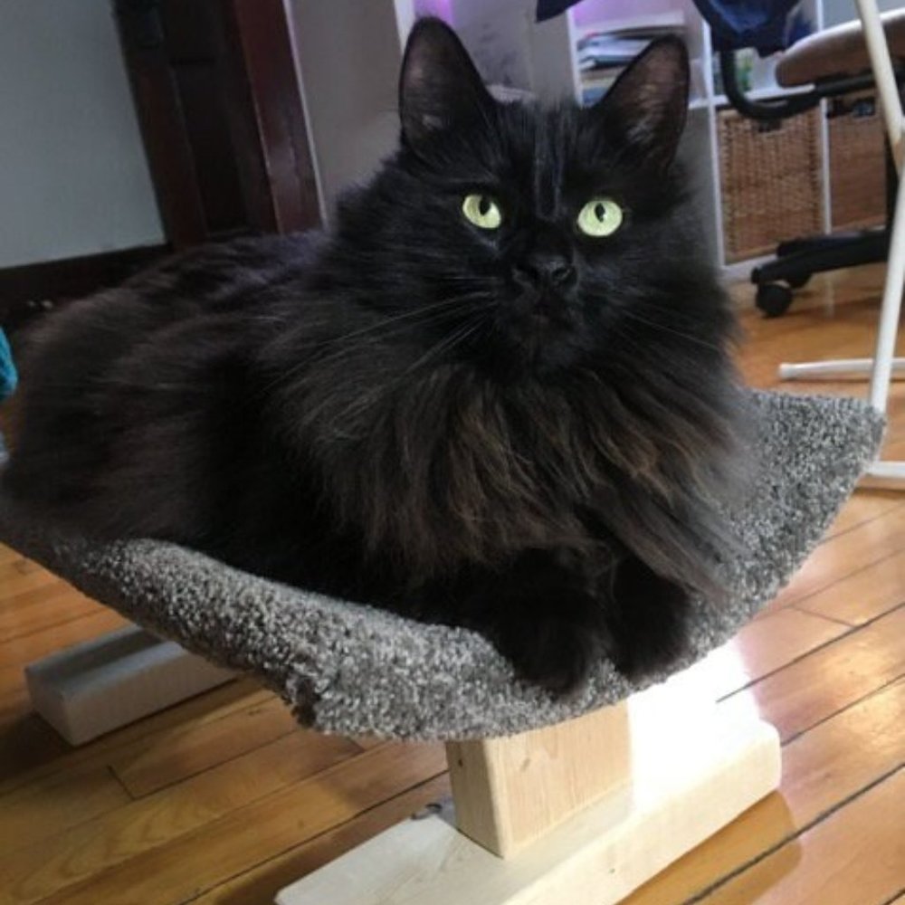 New Cat Bed For Over Registers; The Bedgister